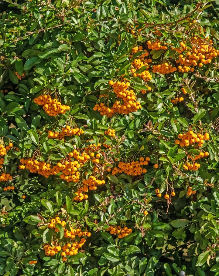 Pyracantha 'Soleil d'Or'